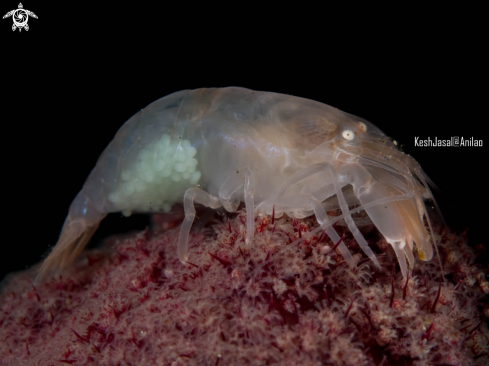 A Pregnant Snapping Shrimp