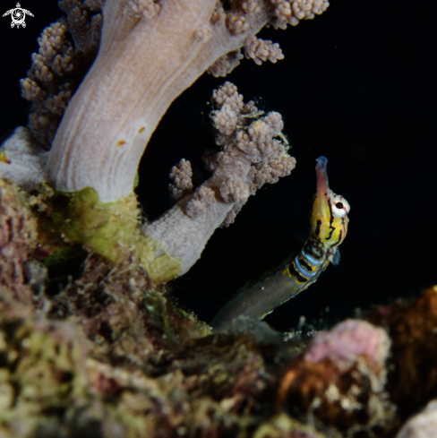 A Pipefish