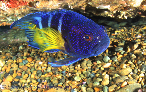 A Paraplesiops bleekeri | Eastern Blue Devilfish