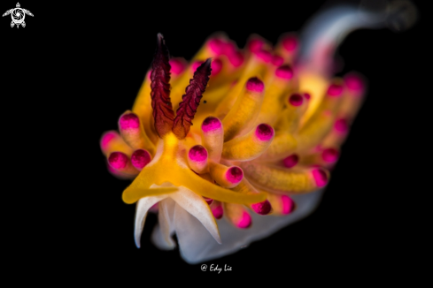 A Nudi