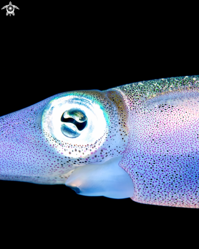 A Sepioteuthis sepioidea | reef squid
