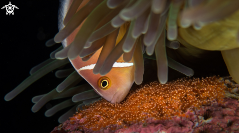 A Clown Fish with Eggs