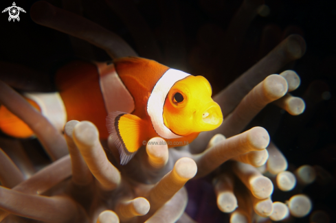 A nemo