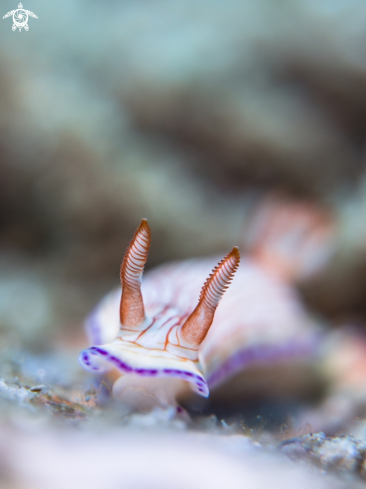 A Nudibranch