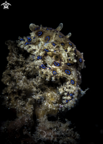 A Blue Ringed Octopus