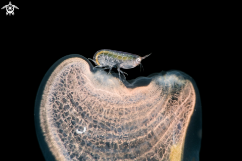 A Bug on Tunicate