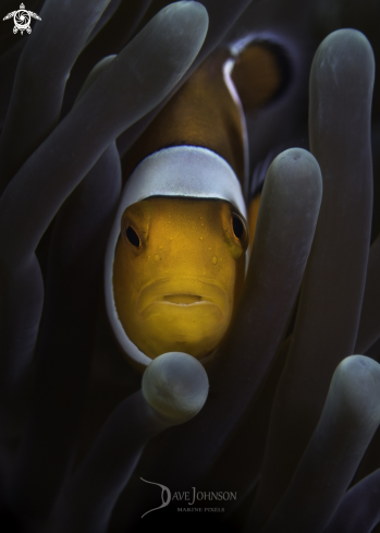 A Anemone Fish