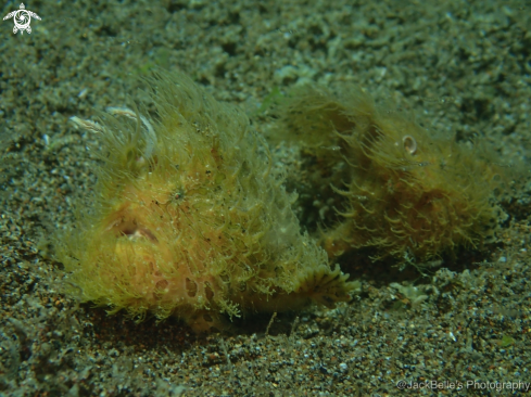 A Antennarius striatus | Hairy Frogfish