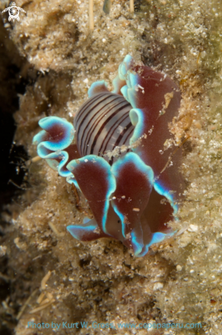 A Nudi