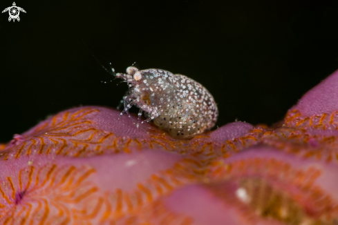 A Bug full eggs