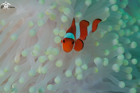 A Amphiprion ocellaris  | Clownfish