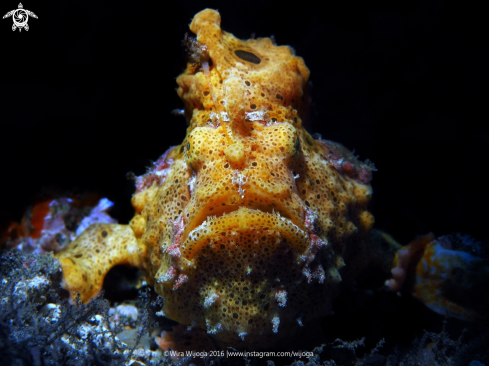 A Antennarius Muculatus | Warty Frogfish