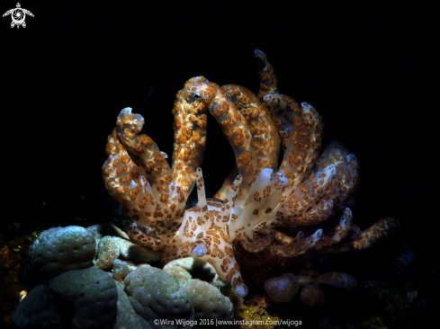 A Phyllodesmium longicirrum | Solar Powered Nudibranch