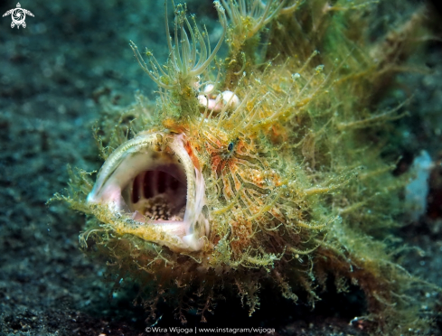 A Hairy Frogfish