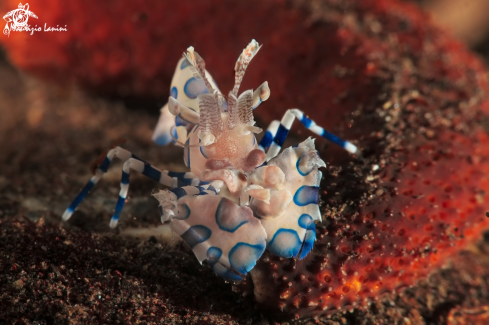 A Gamberetto arlecchino , Harlequin shrimp 