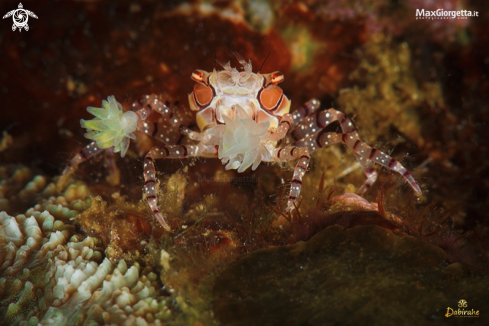 A boxer crab