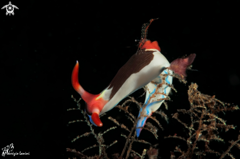 A  Nembrota chamberlaini & Rapipontonia paragalene | Nudibranch and brownstripe hydroid shrimp