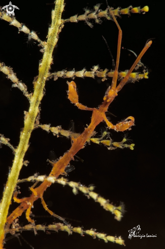 A Skeleton shrimp