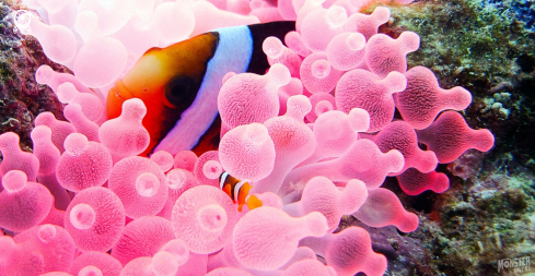 A Allard's Amphiprion  | Allard's clownfish 