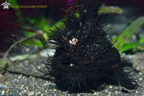 A Hairy Frogfish