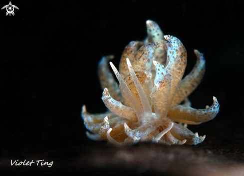 A Nudibranch