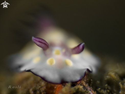 A Nudibranch