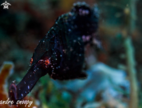 A robust ghost pipefish
