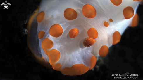 A nudibranch