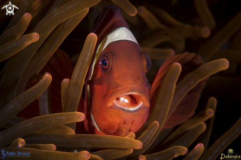 A Anemone fish