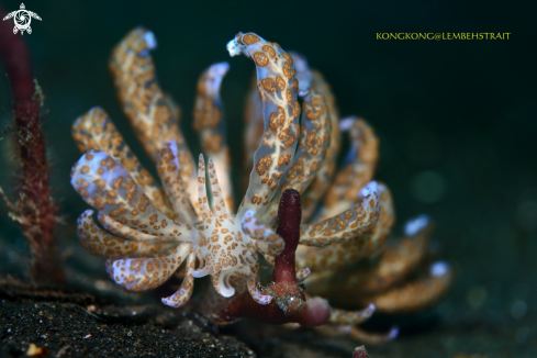 A Nudibranch