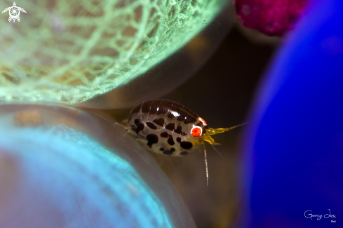 A Ladybug