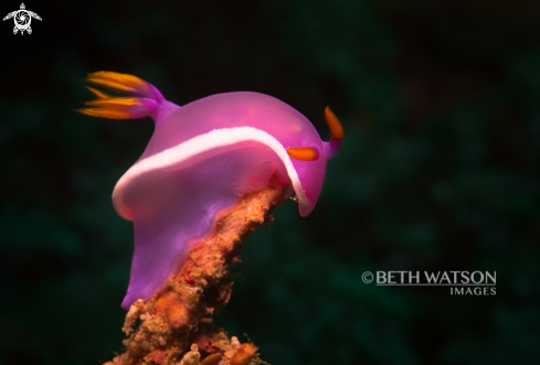 A Hypselodoris bullock | Dorid Nudibranch