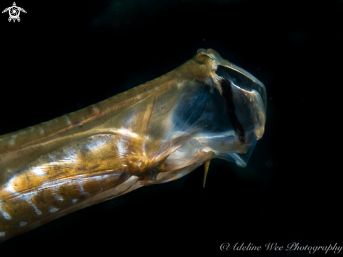 A Trumpetfish