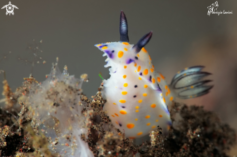 A Hypselodoris kanga  | Nudibranch