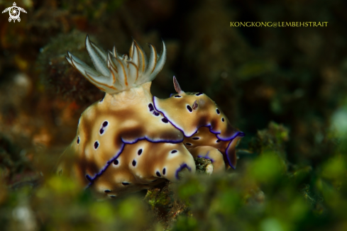 A Nudibranch