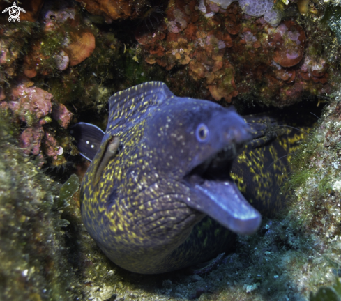 A moray