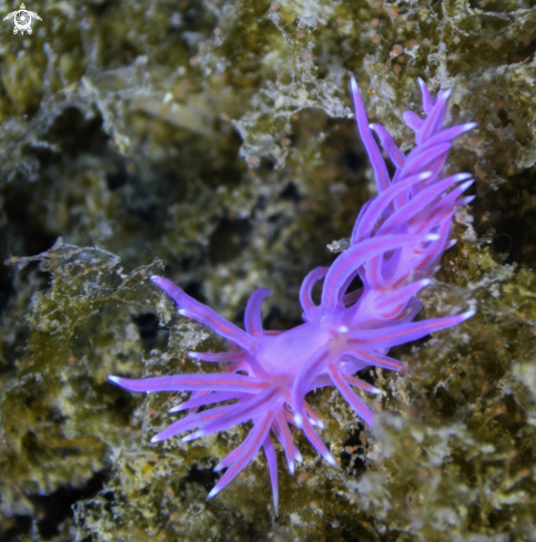 A flabellina