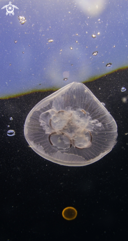 A jelly fish