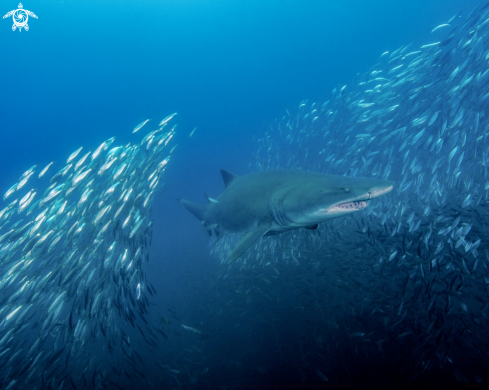 A Sand Tiger Shark