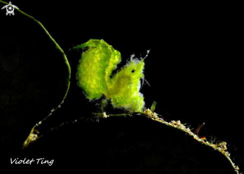 A Hairy Shrimp