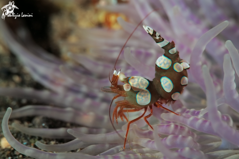 A Thor amboinensis | Sexy anemone shrimp