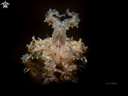 A Sepia officinalis |  Cuttlefish