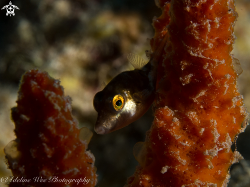 A Caribbean sharp-nose puffer