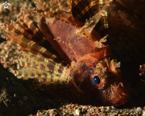 A Dendrochirus brachypterus | Shortfin Lionfish