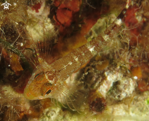 A Pesce peperoncino