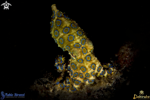 A Blue ring Octopus