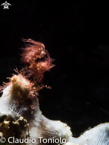 A Hairy Shrimp | Hairy Shrimp