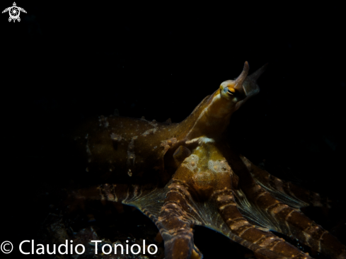 A Mimic Octopus