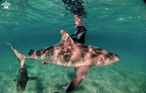 A Caribbean reef shark