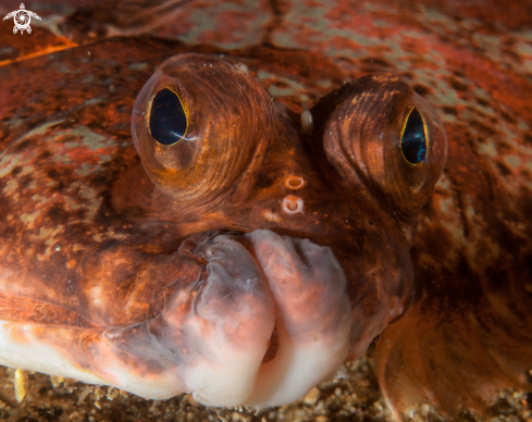 A Microstomus kitt | Lemon Sole